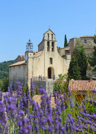 Lavenders bloom in Provence