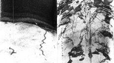 Two CT scans showing cross-sections of sediment with animal burrows from the Japan Trench.