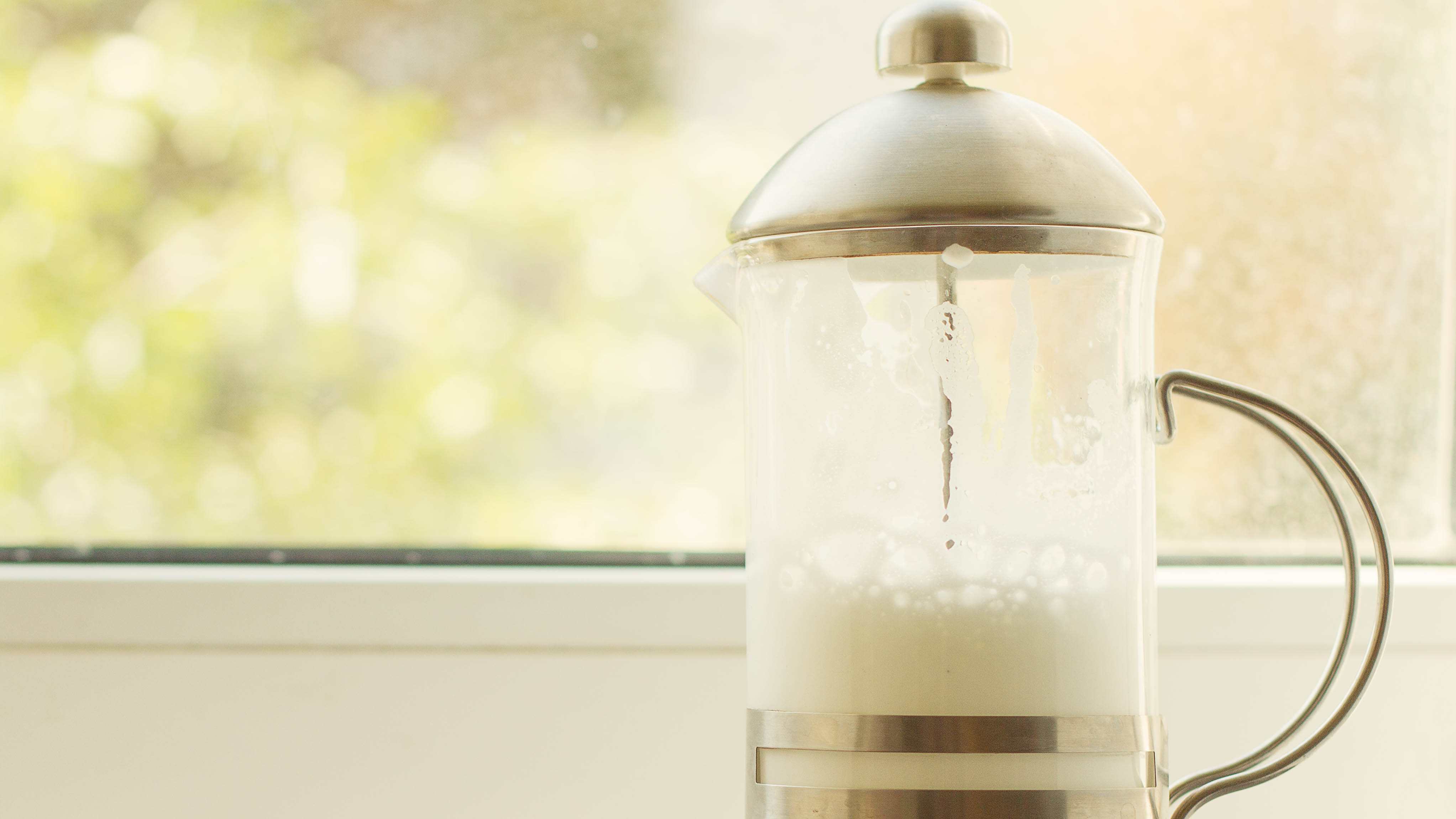 Frothed milk in a French press