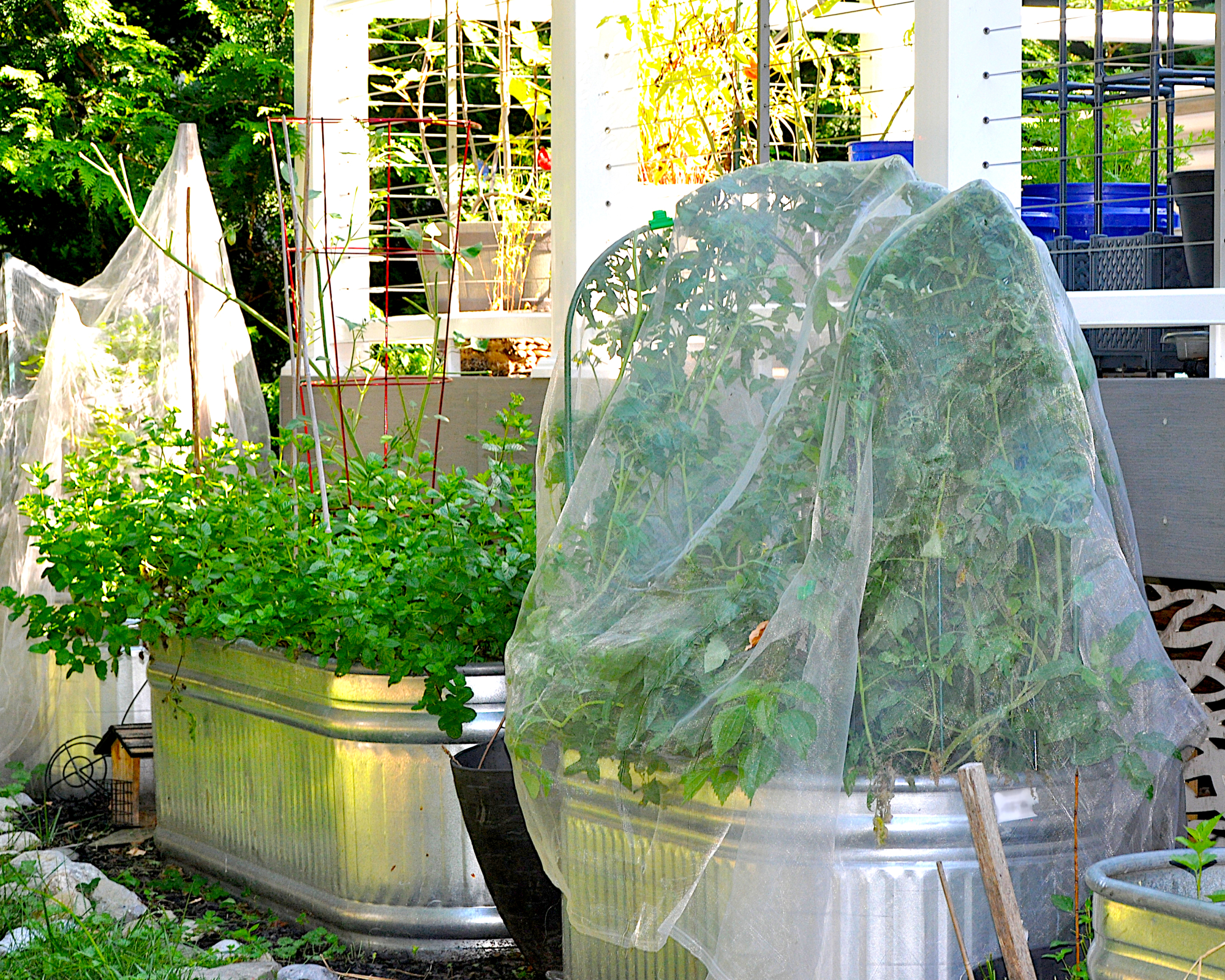 raised bed garden with cloth covers