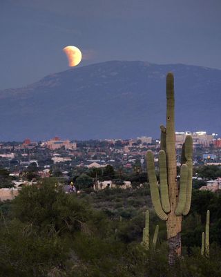 Moon rises over cactuses and mountain