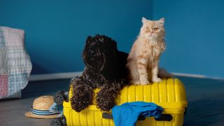 Dog and cat sitting on top of a yellow suitcase