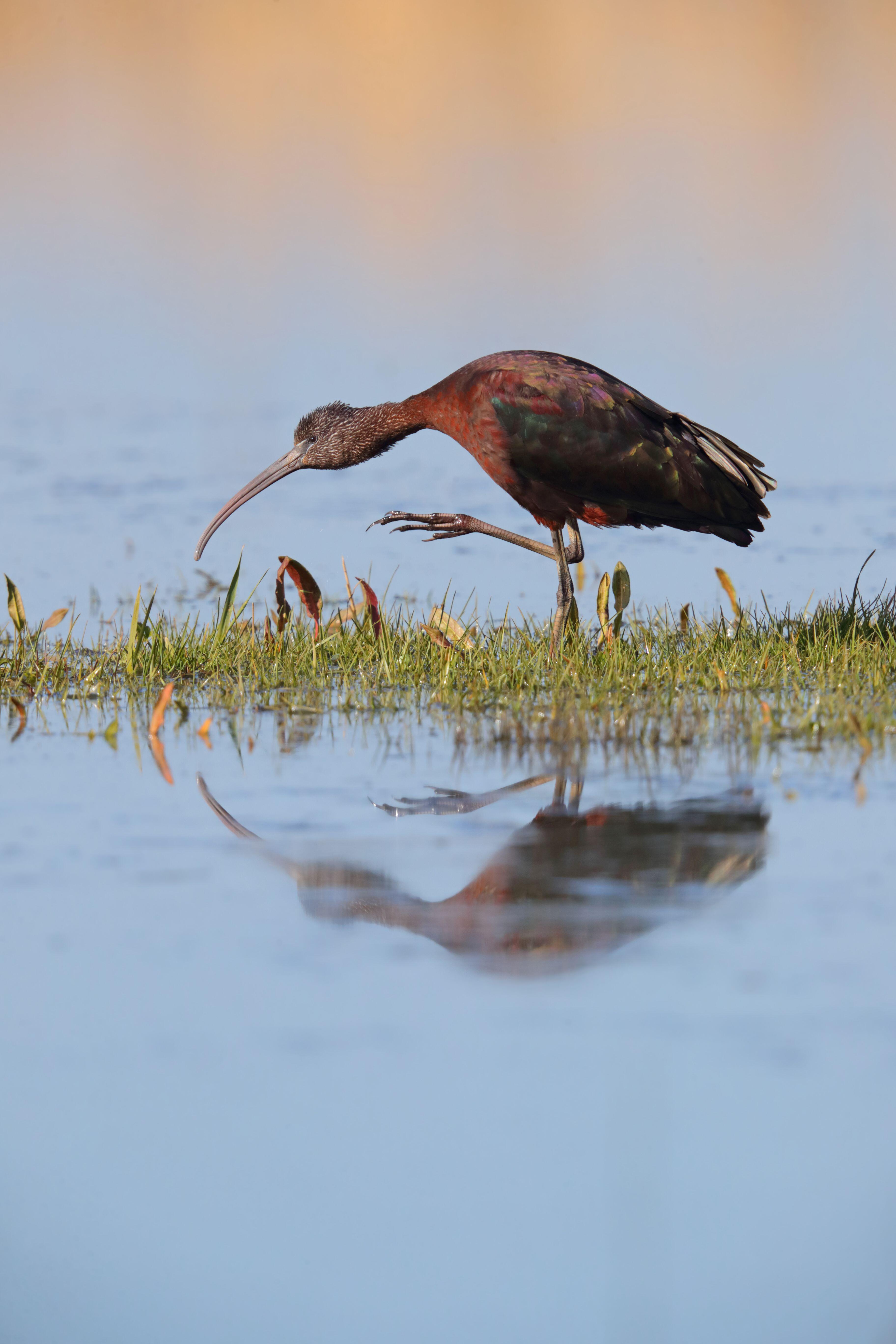 glossy ibis
