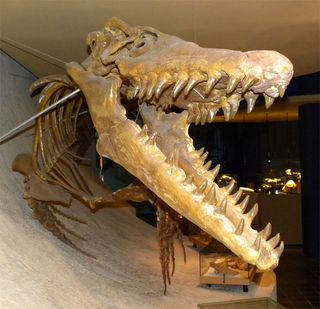 mosasaurus skeleton