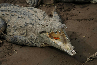 A crocodile and a butterfly.