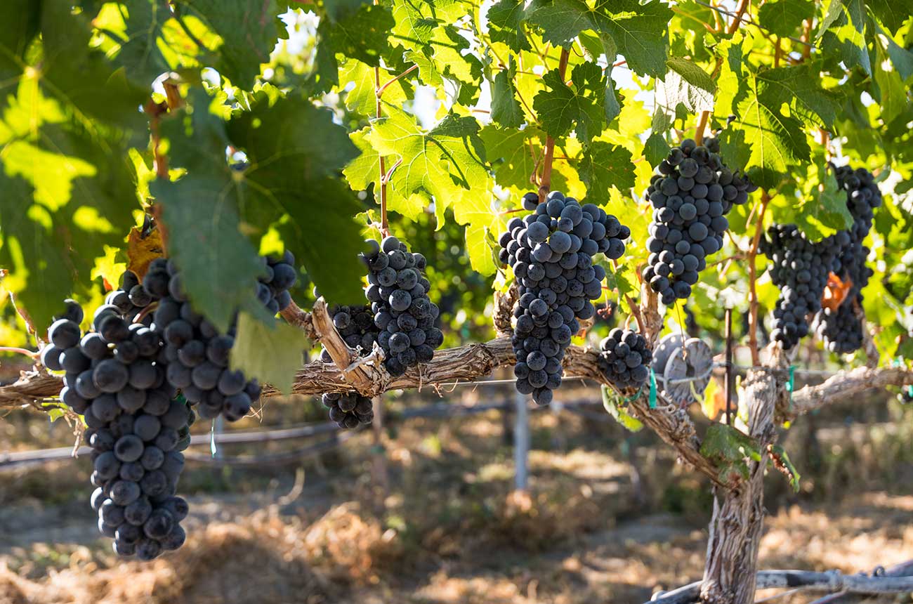 Washington wine property, Sotheby's