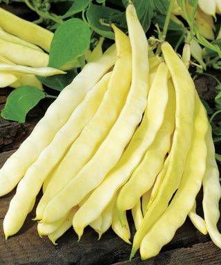 how to grow French beans: French bean variety Golden Gate at harvest
