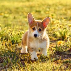 corgi puppy in a lawn 