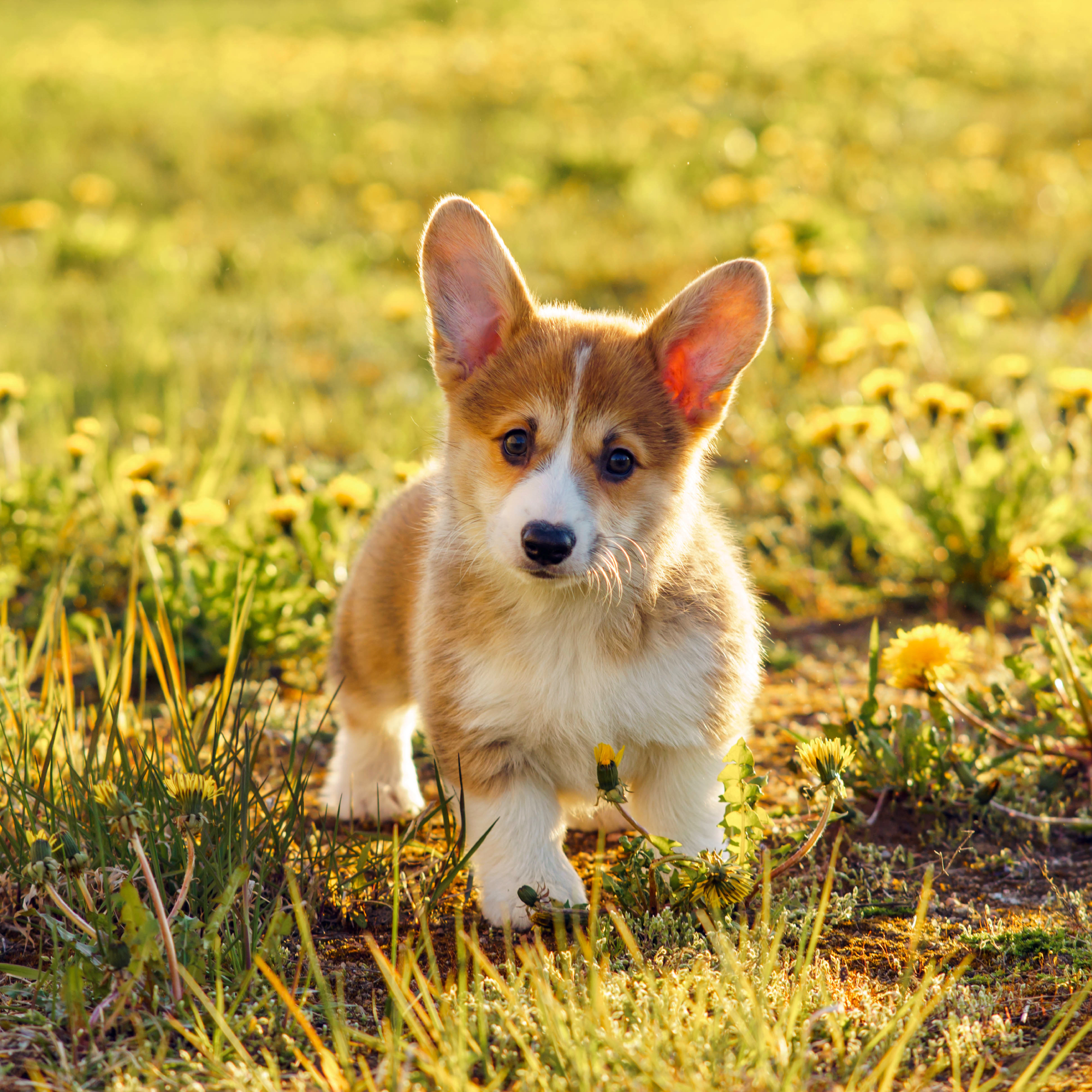 corgi puppy in a lawn 