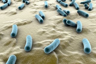 A diagram of bacteria