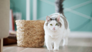 Grey and white cat walking next to a basket