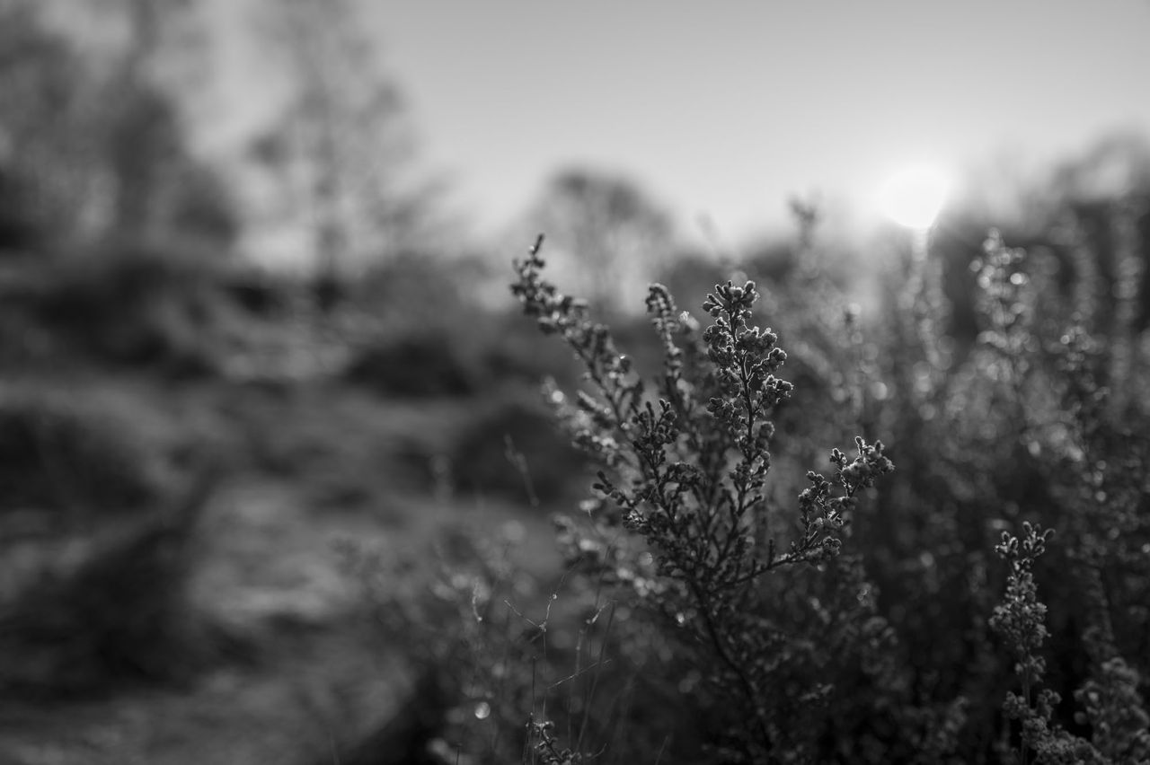Leica Q3 Monochrom sample gallery: closeup of frost-covered heather