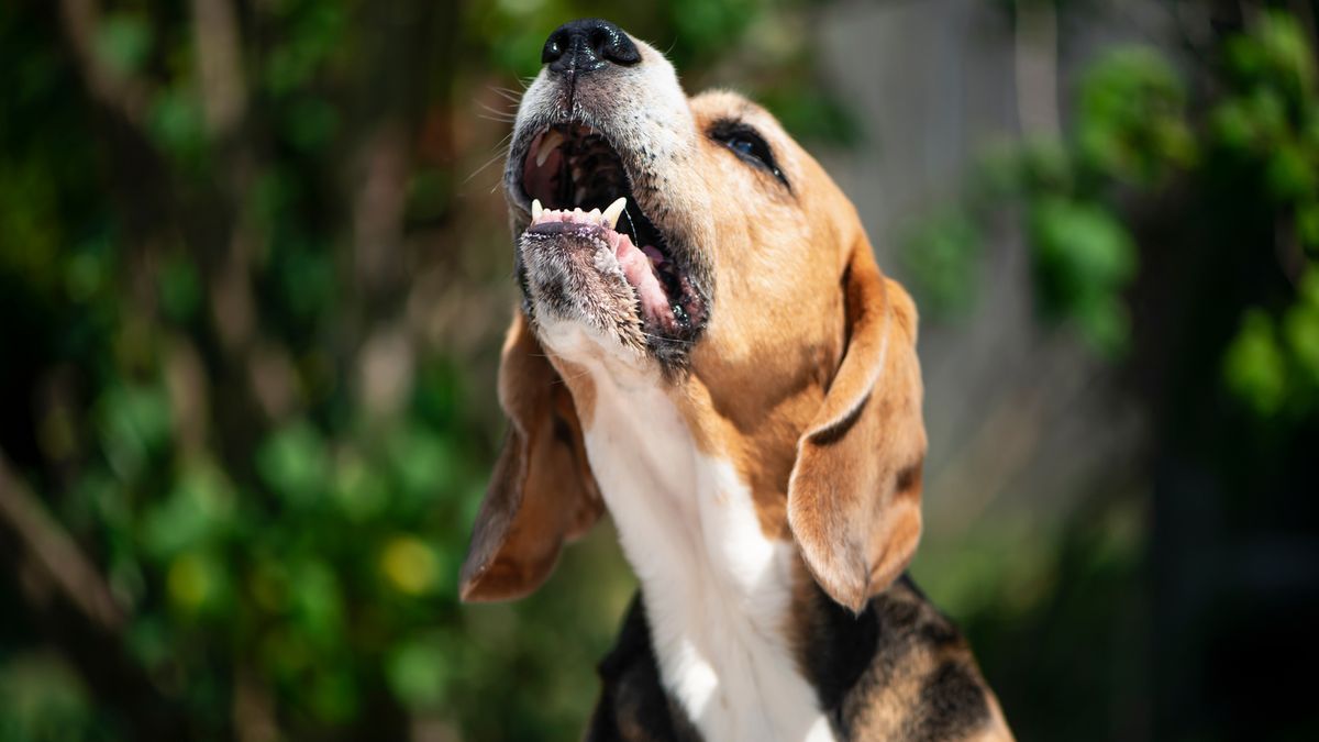 Trainer shares how to handle a dog’s excessive barking and improve ...