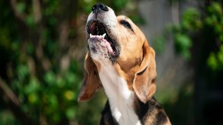 Beagle barking outside