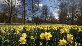 walking in spring with daffodils
