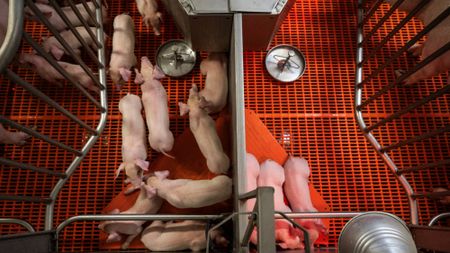 Genetically-altered pigs under warming lights in their pen at Revivicor Research farm in Blacksburg, Virginia 