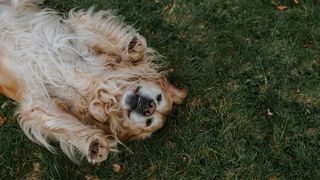 Golden Retriever lying on it's back lifting it's paws up