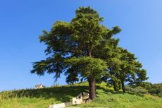 Large Lebanon Cedar Tree