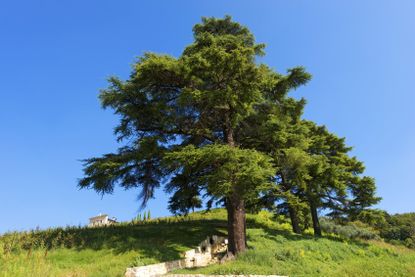 Large Lebanon Cedar Tree