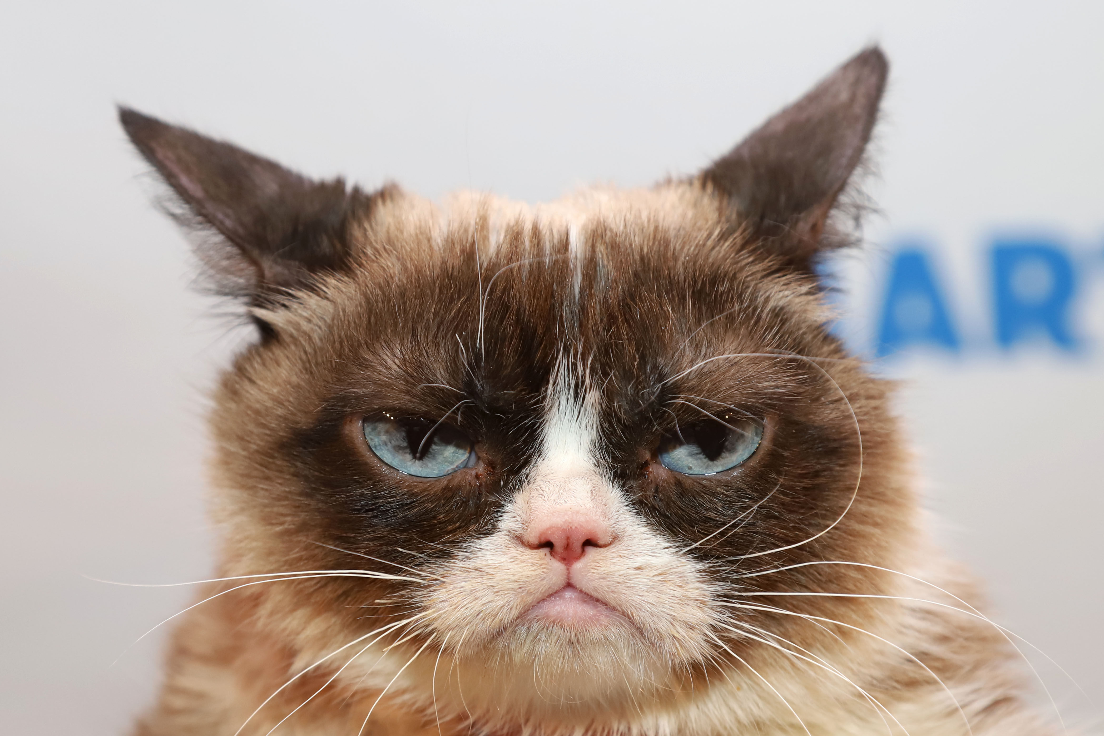 Internet S Famous Grumpy Cat Dies At Age 7 Live Science