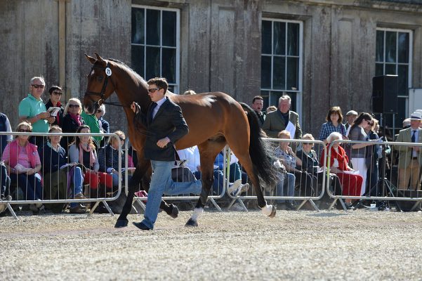 Tom Crips and Coolys Luxury at the first horse inspection at Badminton 2016. Picture by Peter Nixon