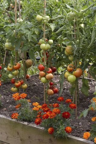 tomatoes growing in a garden