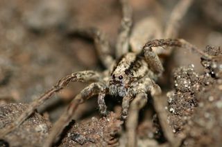 Male wolf spider 