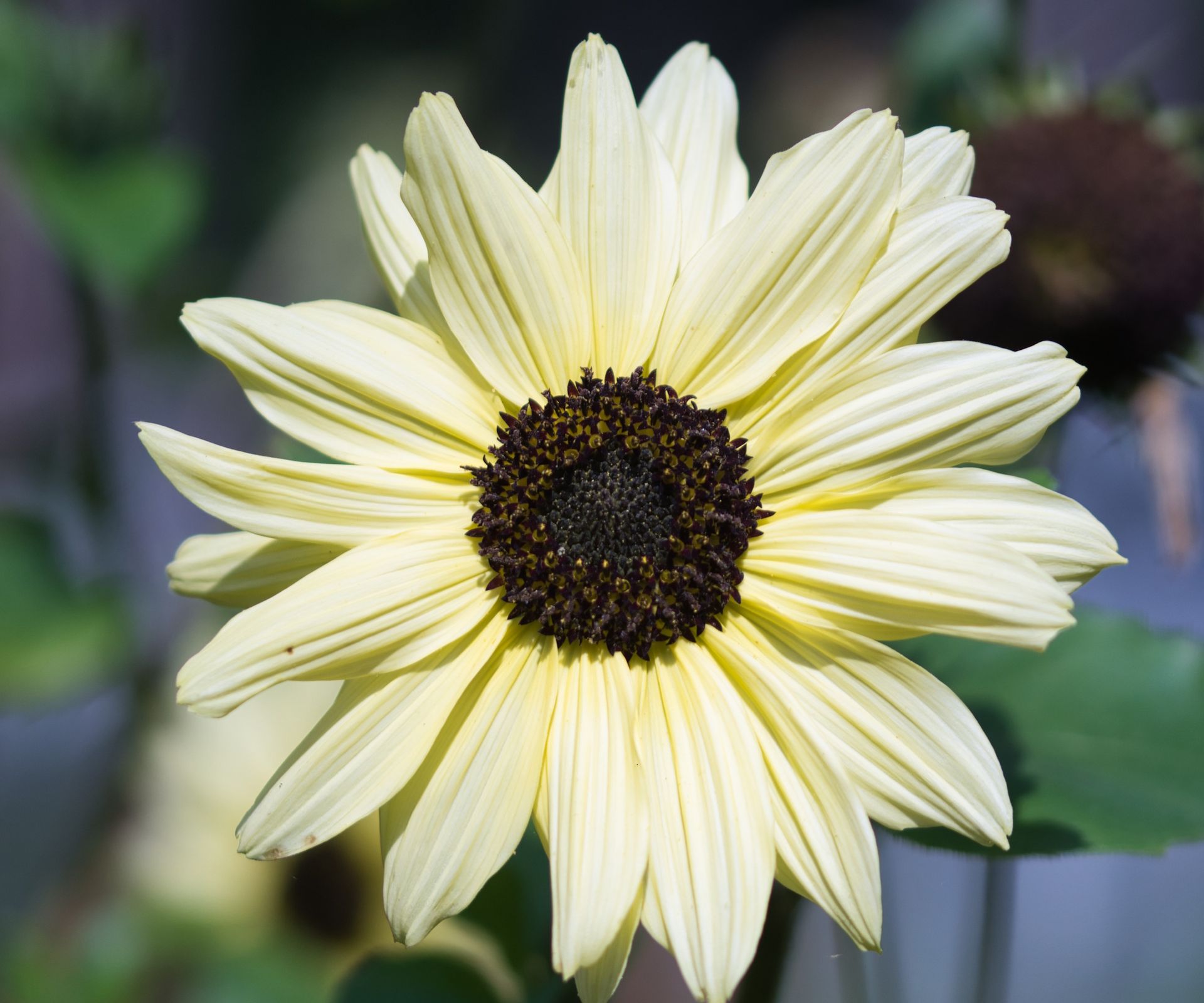 Sunflower 'Italian White', with pale yellow blooms during summer