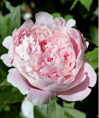 Peony Perennial Plant | $12.50 at Lowe's 