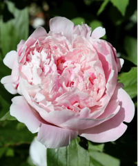 Peony Perennial Plant | $12.50 at Lowe's&nbsp;