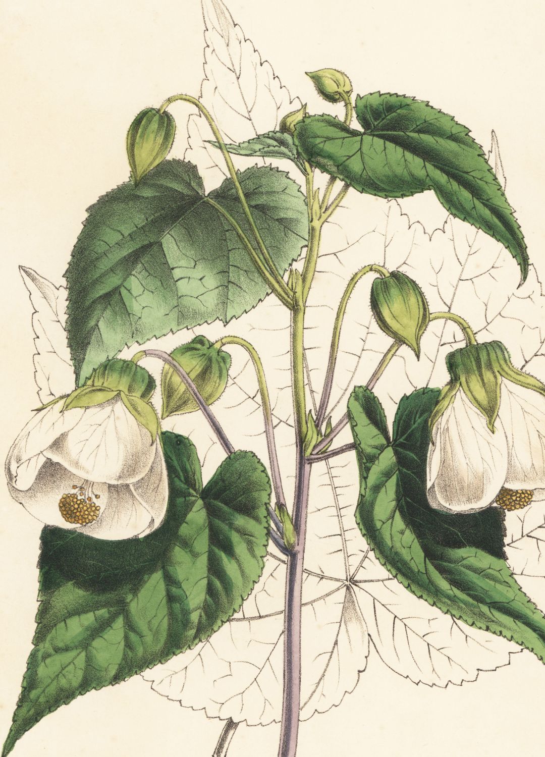 Abutilon