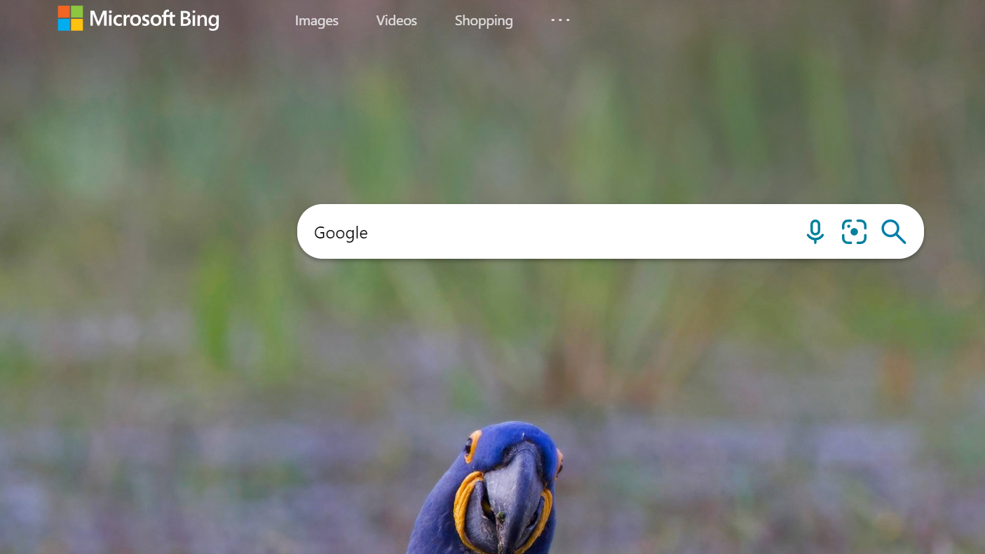 Initiativ forstyrrelse puls Google says the most searched word on Bing is, wait for it, 'Google' | PC  Gamer