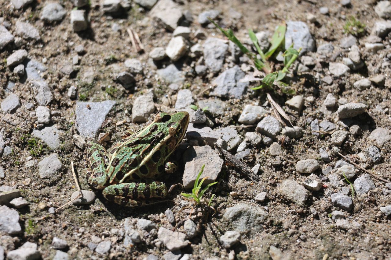A sample image taken with the Canon EOS R8 Mark II and the RF 100-400mm f/5.6-8 IS USM