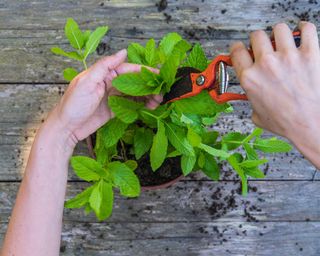 pruning mint with pruning shears