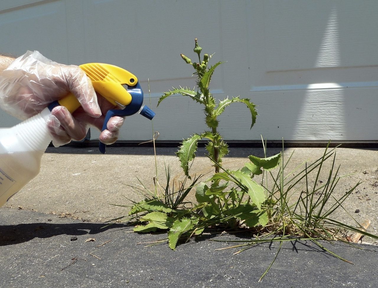 Organic Herbicides Spraying Weeds