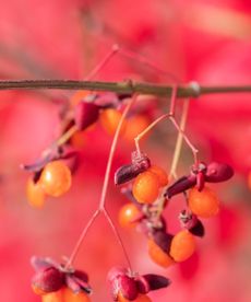 Burning bush, Elaeagnus alatus, with red leaves and orange berries in autumn