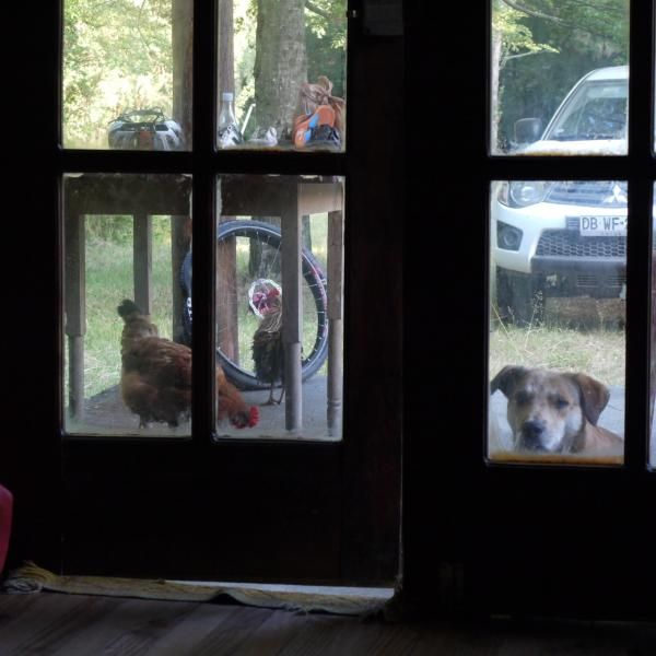 A chicken and dog camped out on our cabana's porch all week