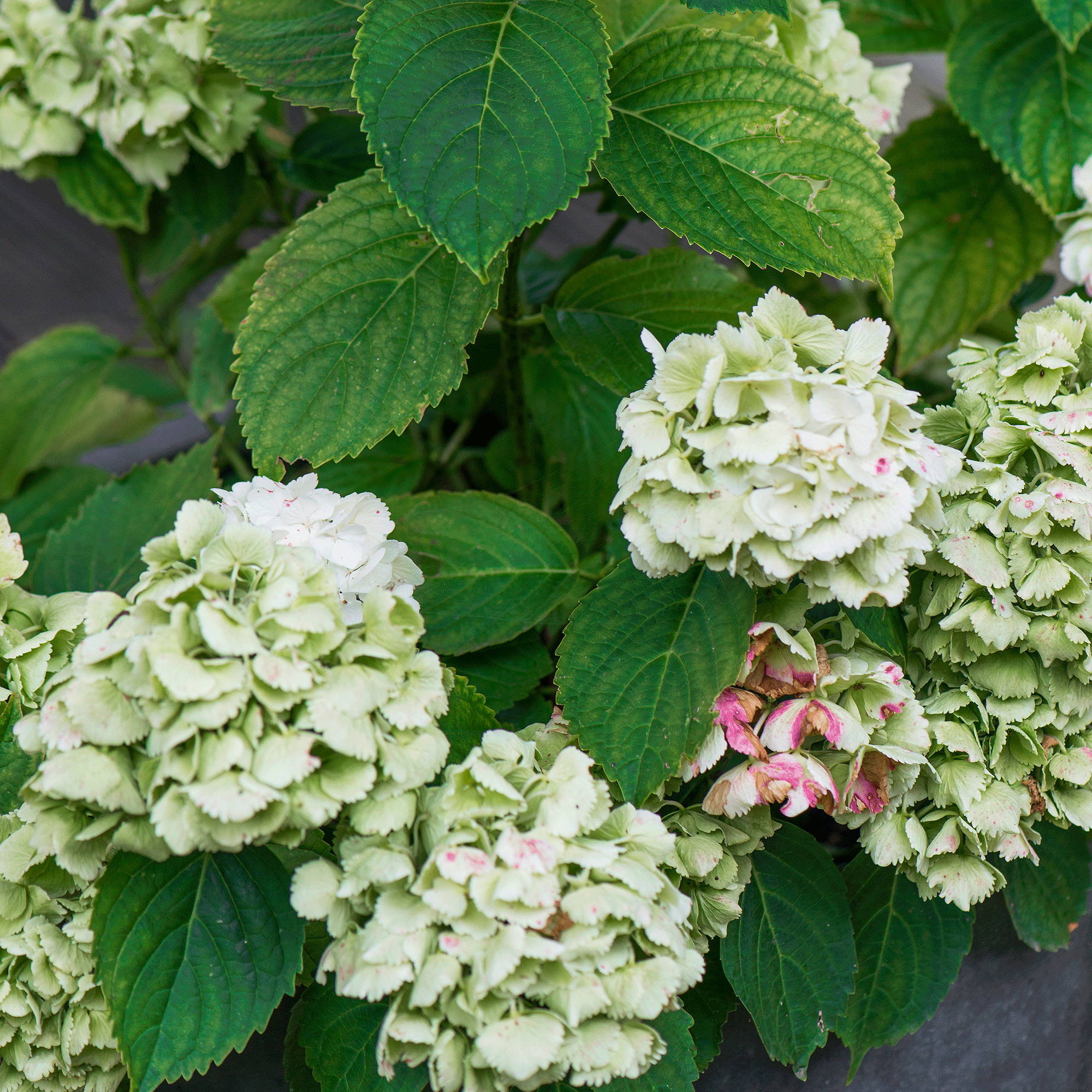 White hydrangeas