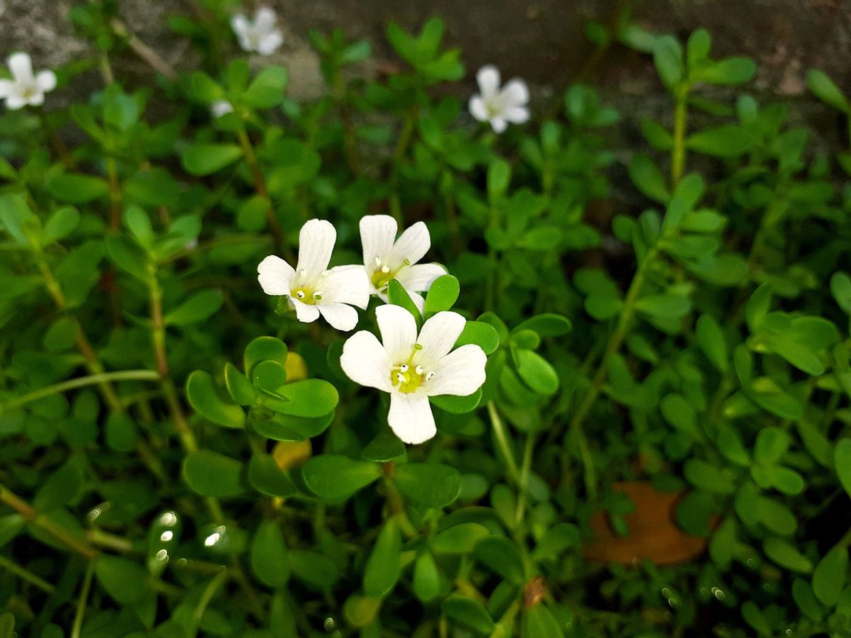Brahmi Plant Information How To Grow Brahmi Herbs In The Garden Gardening Know How