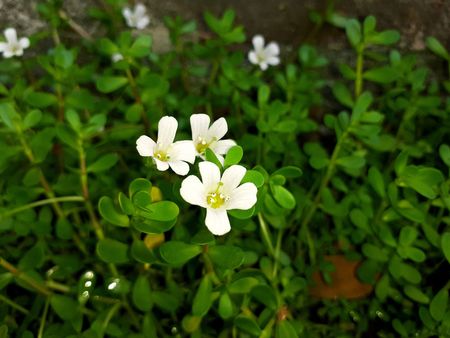 Brahmi Plant