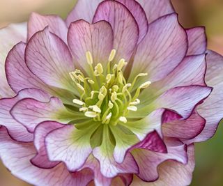 The intricate white and pink-edged petals of a double hellebore