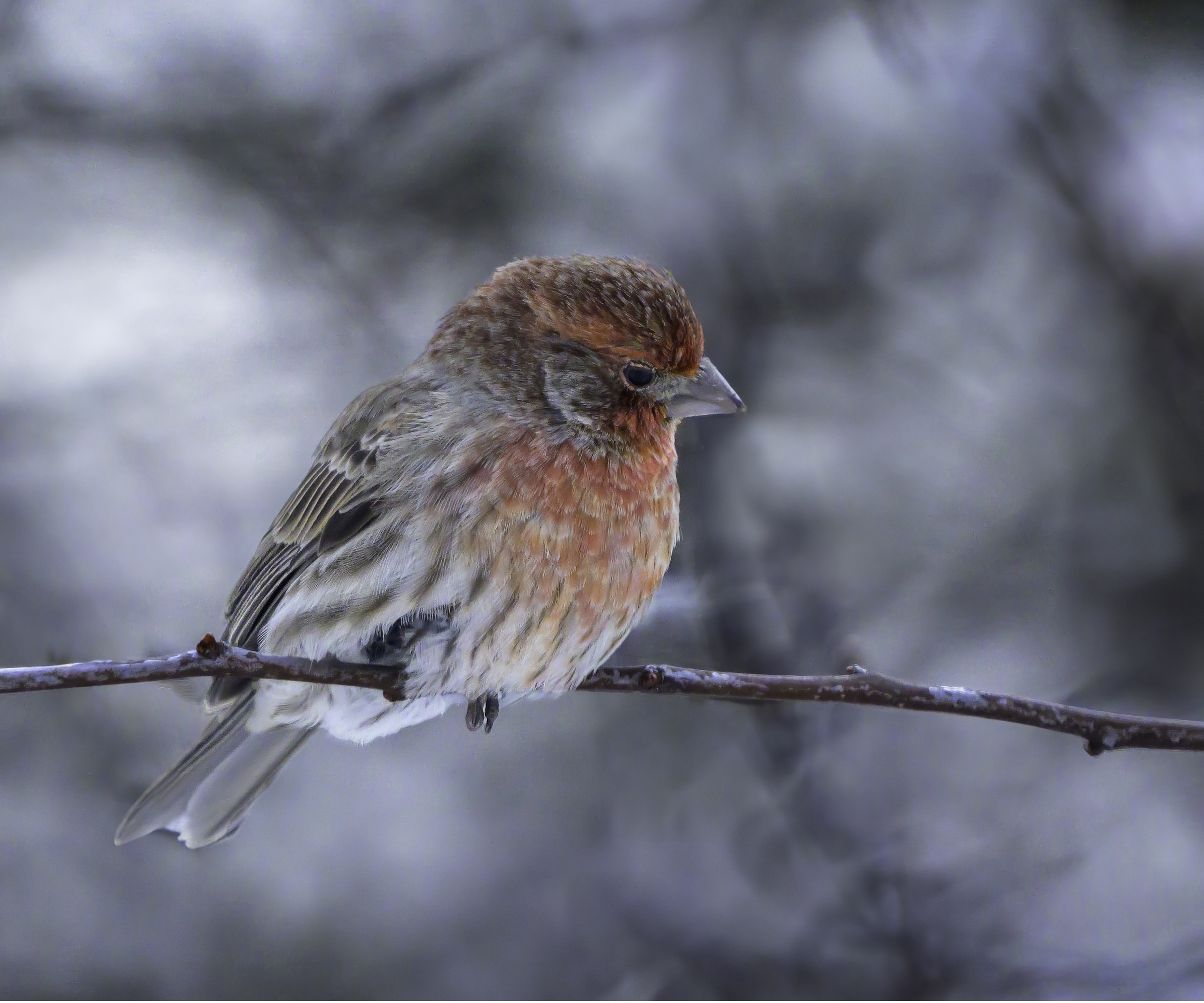 House finch