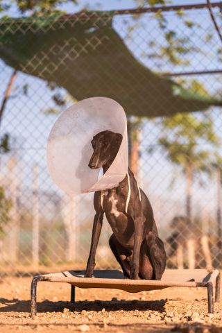 A black dog wearing a cone collar sits on an outdoor bed