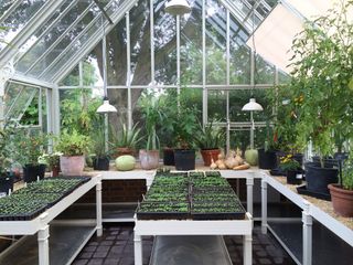inside a productive greenhouse filled with vegetables