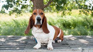 basset hound sat on a deck