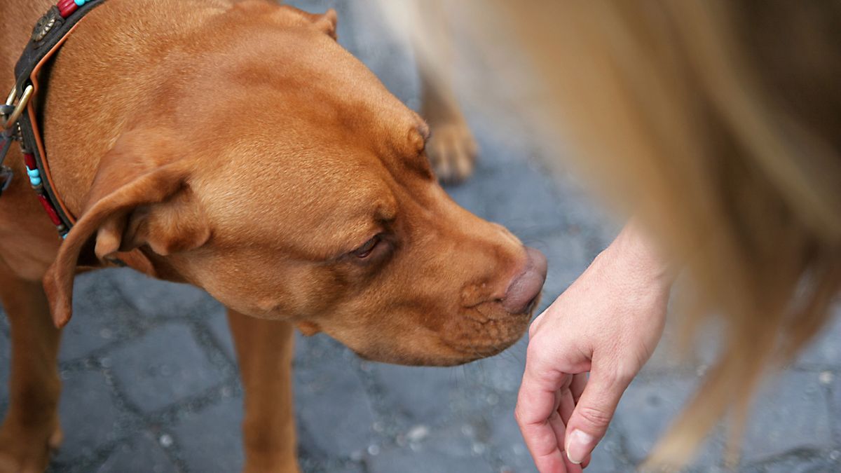 Dog sniffing person&#039;s hand