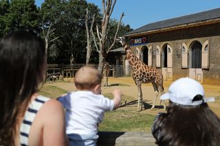 Giraffes at London Zoo, one of the things to do during lockdown