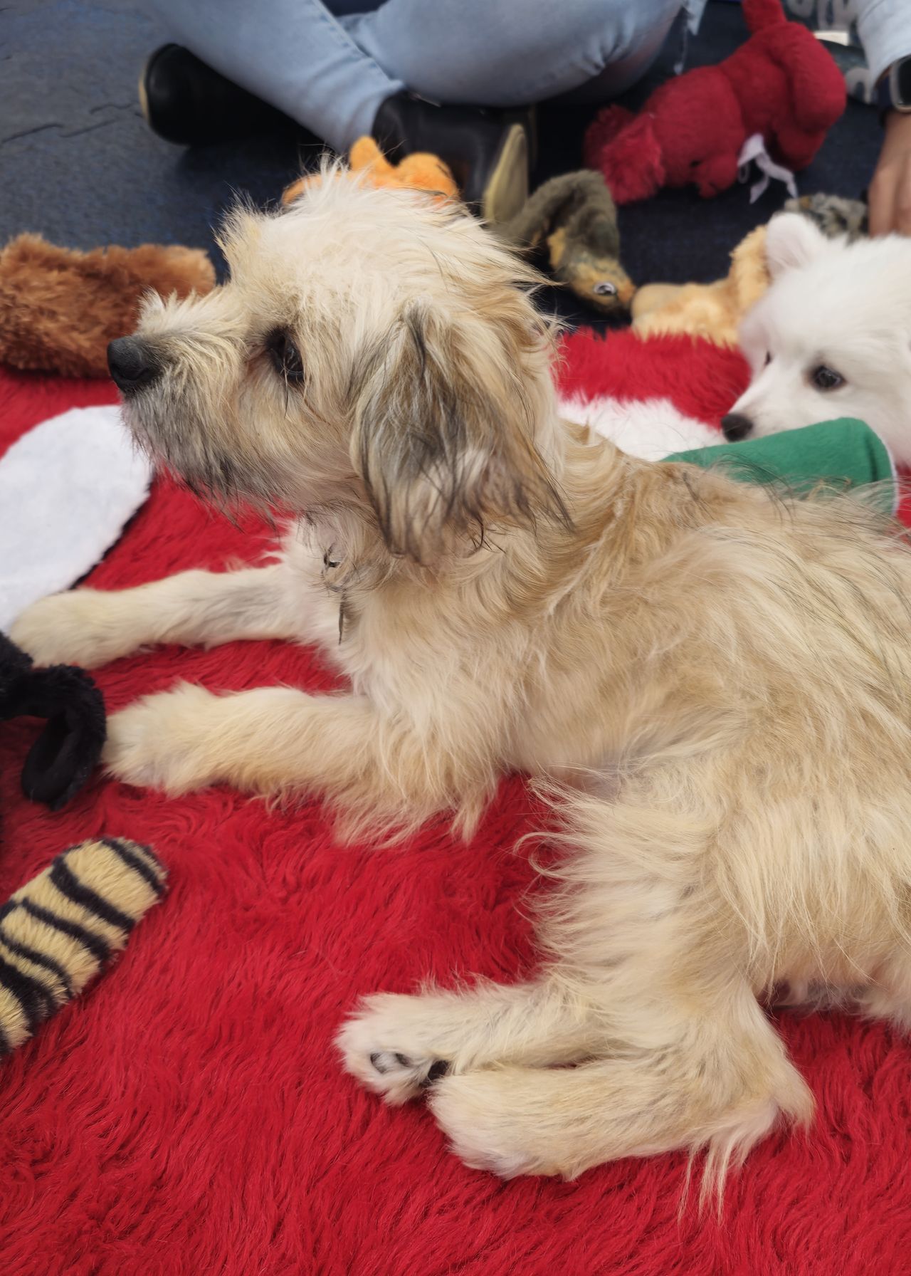 Puppies at AU 2024