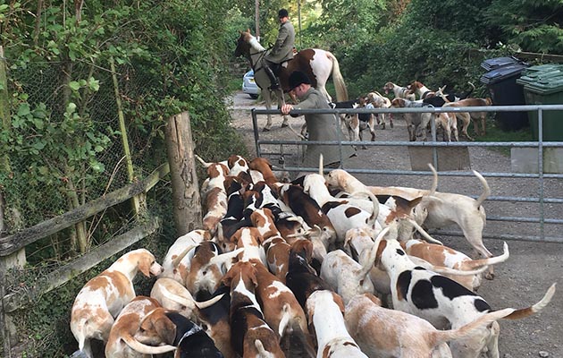 Simon French, whipper-in, counts hounds off the hill...all on