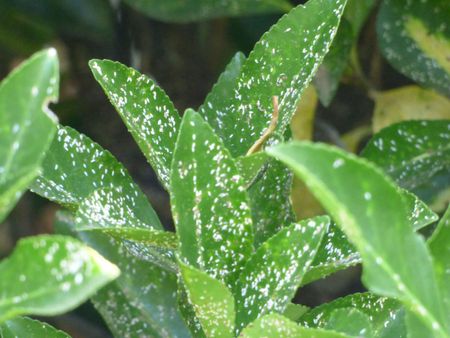 Euonymus Scale Bugs